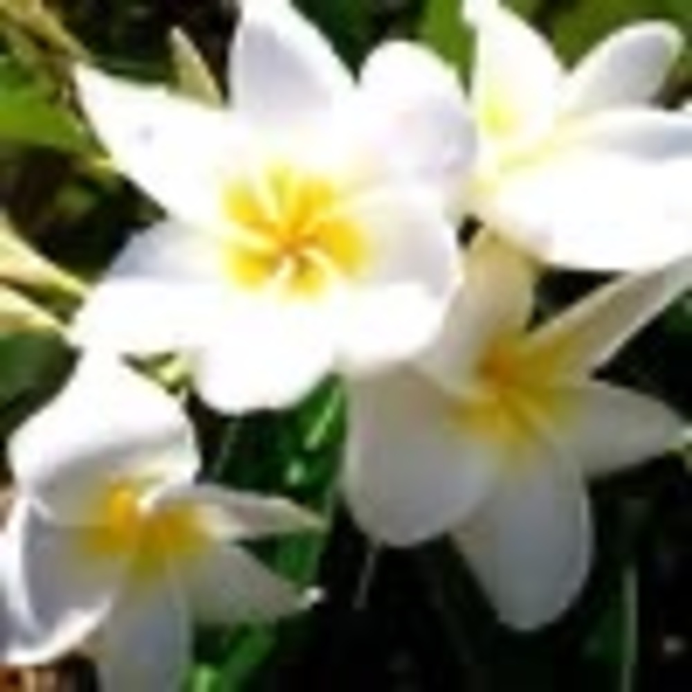 Meet your Posher, Myral